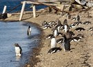Neue Pinguinart auf den Kerguelen seit April 2026 beschrieben