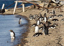 Neue Pinguinart auf den Kerguelen seit April 2026 beschrieben