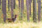 Damhirsch #2