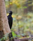 Specht im herbstlichen Umfeld