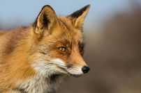 Rotfuchs aus Holland - Portrait