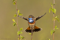 Im Anflug