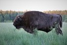 Wisent (Bison bonasus)