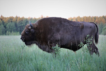 Wisent (Bison bonasus)