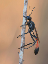 Gemeine Sandwespe (Ammophila sabulosa)