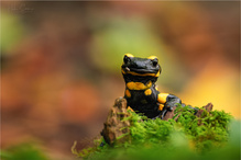 Lurchis Abenteuer im "Herbstfeuer"