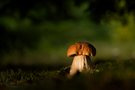 Licht