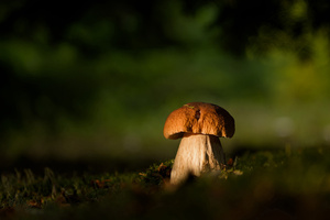 Licht