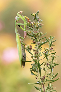 Mantis, erneuter Besuch
