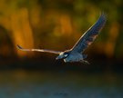 Krabbenreiher in der Abendsonne