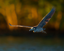 Krabbenreiher in der Abendsonne