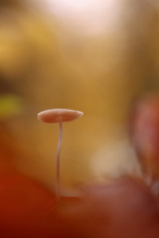 im herbstlichen Wald
