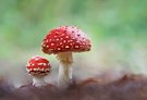 Herbstzeit ist Pilzzeit....
