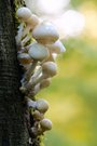 Buchenschleimrübling