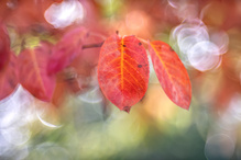 Herbstliche Felsenbirne  (Altglas)