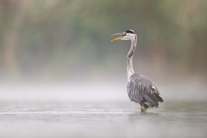 Graureiher im Morgennebel