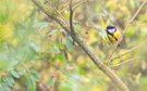 Herbstliche Kohlmeise