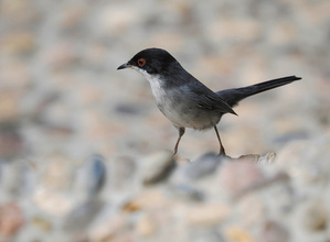 Samtkopfgrasmücke (Männchen)