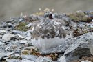 Schneehuhn