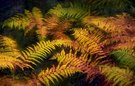 Herbstfarn ...
