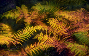 Herbstfarn ...