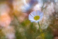 Gänseblümchen (Altglas)