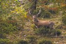 Hirsch im Herbstwald