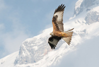 Der Flug des Milan