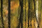Herbst-Teich
