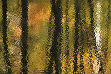Herbst-Teich