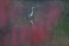 Herbstfarben am See