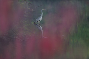 Herbstfarben am See