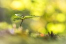 Der 1. Herbst der jungen Buche