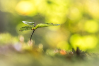 Der 1. Herbst der jungen Buche