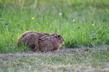 Hase am Abend