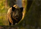 Abends im Wildpark
