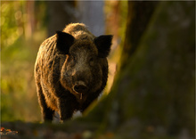 Abends im Wildpark