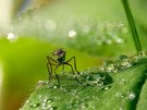 eine Langbeinfliege (Familie Dolichopodidae)