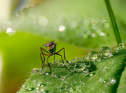 eine Langbeinfliege (Familie Dolichopodidae)