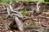 Zaunkönig