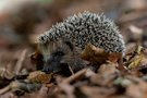 Ein wilder Igel