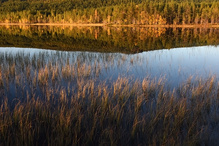 Herbstliche Gräser im See