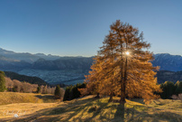Wenn der Herbst die Alpen vergoldet
