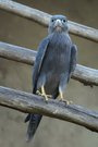 Guckguck
