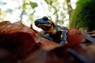 Feuersalamander