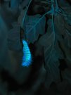Fluoreszenzbild der Raupe des Buchen-Streckfußes (Calliteara pudibunda), auch Buchenrotschwanz genannt