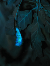 Fluoreszenzbild der Raupe des Buchen-Streckfußes (Calliteara pudibunda), auch Buchenrotschwanz genannt