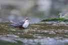 Wasseramsel