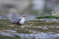 Wasseramsel