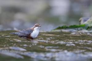 Wasseramsel